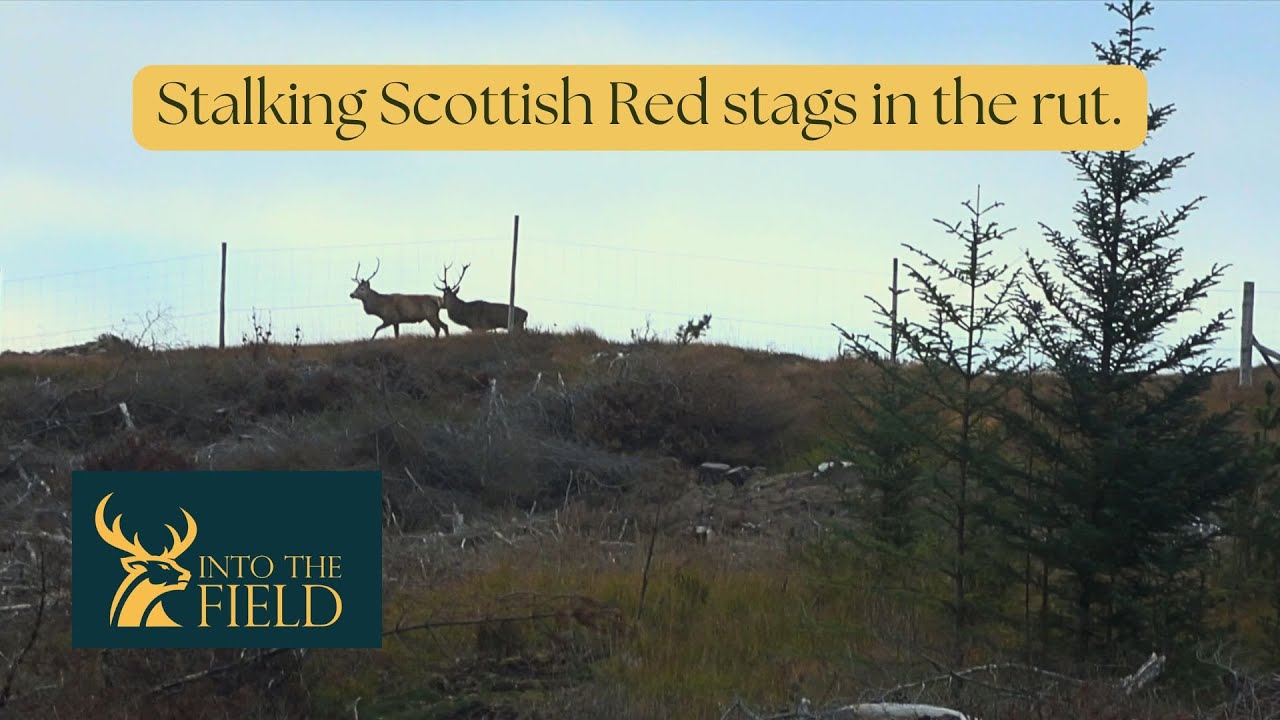 Stalking Scottish Red stags in the rut.
