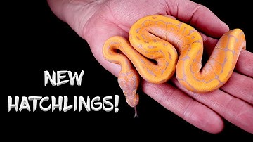 New Ball Python Hatchlings!