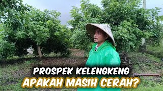 Can Longan Cultivation Meet Monthly Living Needs?