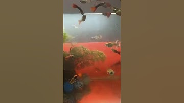 không gian cho cá bơi #tiktok #shorts #video | Cá cảnh Triệu View