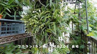フウラン/Neofinetia falcata 12大コルク着け_260624_自宅 - YouTube