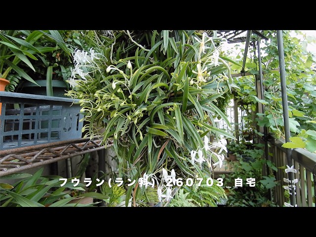 フウラン/Neofinetia falcata 12大コルク着け_260624_自宅 - YouTube