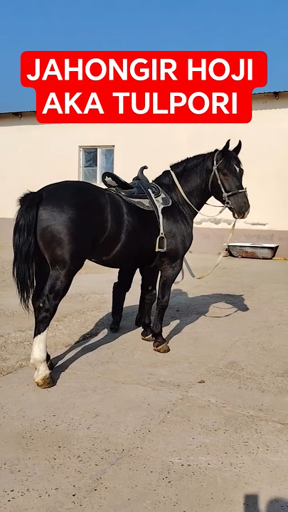 MASHAALLAH 🏇🐴🦄🐎#horse #animals #cute #shorts