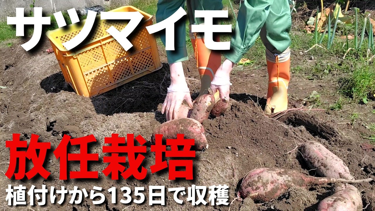 芋マイスター※他の方のご購入はご遠慮ください Sweet Potatoes] Sweet potatoes planted with mulch and left to grow