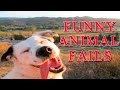 Funny Animal Fails - Funny Animal Videos - Funny Animals