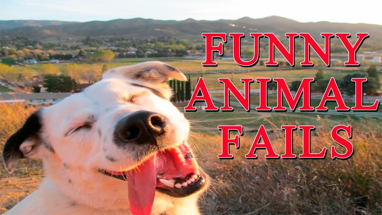 Funny Animal Fails - Funny Animal Videos - Funny Animals cute cats for sale
