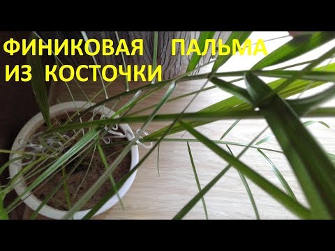 Video: Spindle palmi toataim: õppige spindlipalmide hooldamise kohta siseruumides