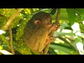 Le tarsier  5 choses tonnantes que vous ignorez sur ce singe 