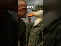 Comment Un Canard Est Devenu BOMBOMBINI GUSINI 