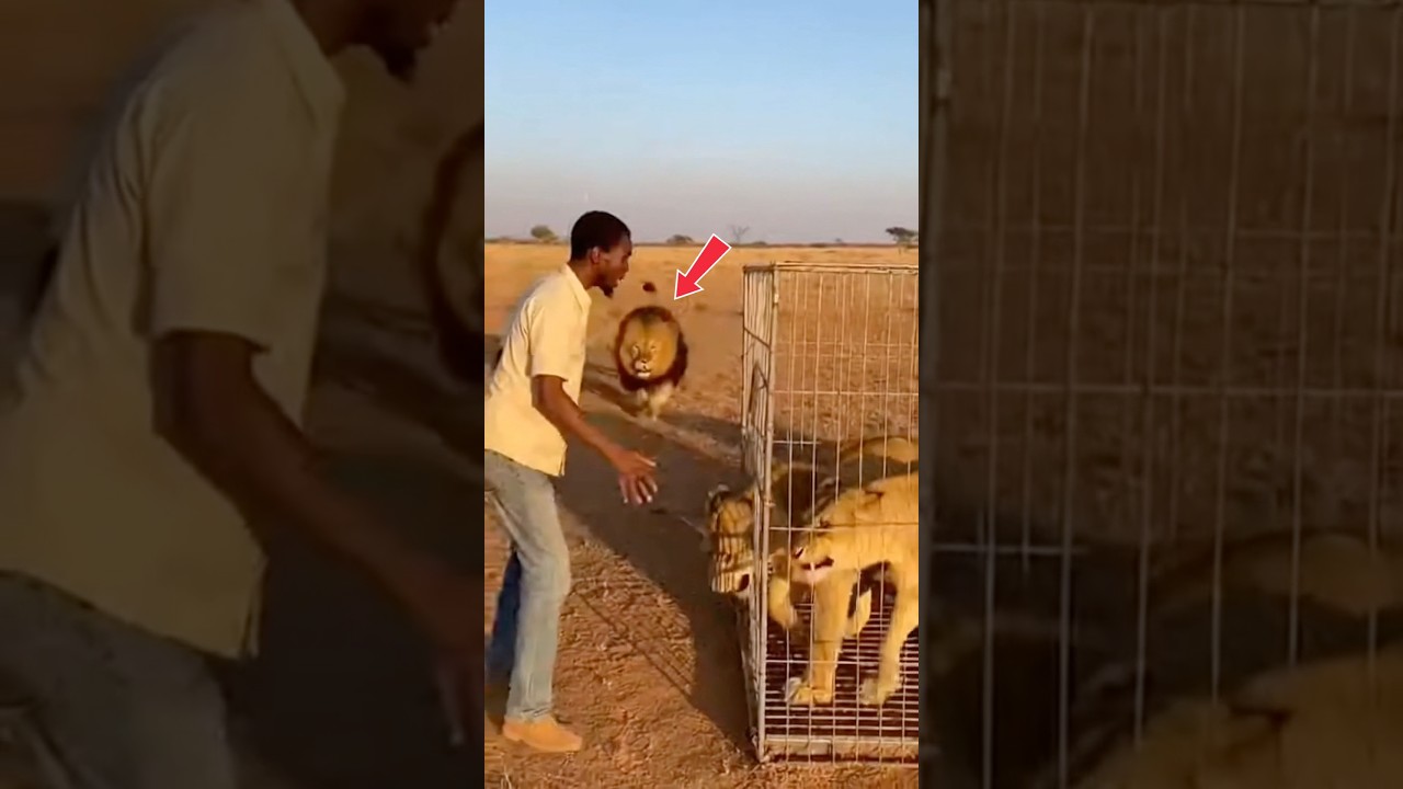 Will the Lions Accept Him? 🦁 A Lion Costume in the African Savanna 