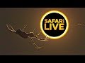 safariLIVE - Sunset Safari - May 07, 2019