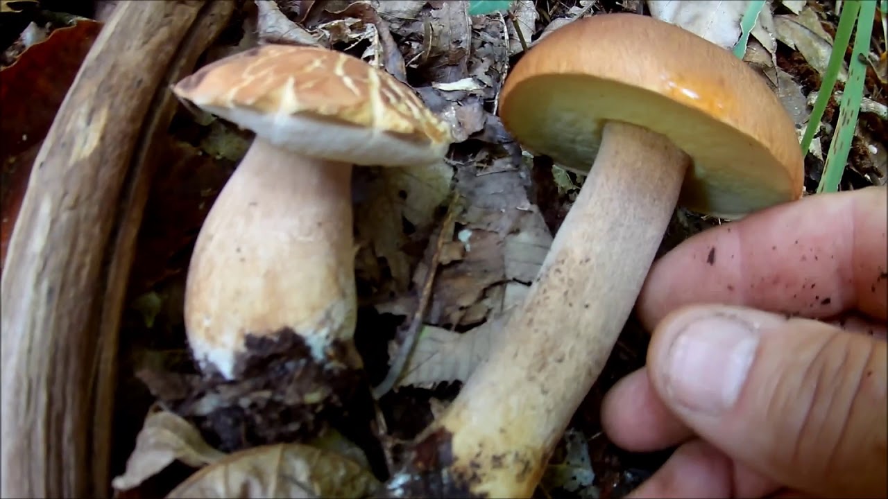 Porcini dopo la pioggia YouTube