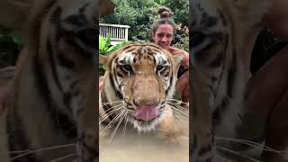 Chillin' With Ishta the Standard Bengal Tiger by Myrtle Beach Safari 8,356 views 1 year ago 3 minutes, 2 seconds