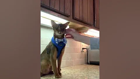 Video 1325521: cats devon, abyssinian cat, training