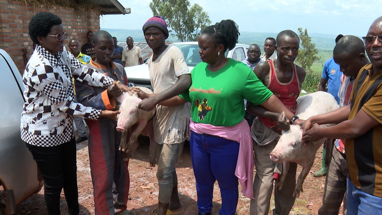 Ubworozi bw'ingurube : Umugambi wo kunagura igisata c'ubworozi bw'ingurube