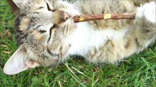 silver vine sticks / catnip stick / natural cat toothbrush