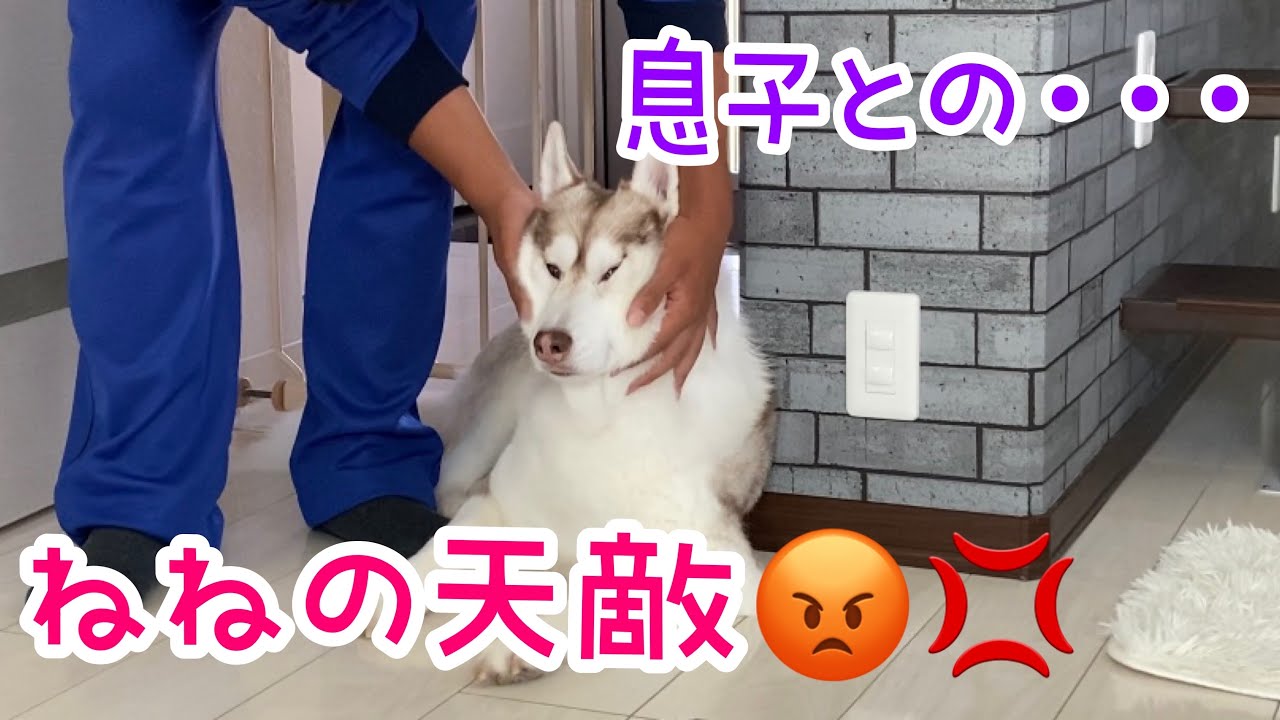 大型犬 用 クールネック の作り方 型紙なし ハンドメイド 100均の材料だけで作る直線縫いだけ 安くて可愛い 簡単ネッククーラー 熱中症予防 暑さ対策 Youtube 大型犬 用 クールネック の作り方 型紙なし ハンドメイド 100均の材料だけで作る直線縫いだけ 安くて可愛い 簡単ネッククーラー 熱中症予防 暑さ対策 Youtube