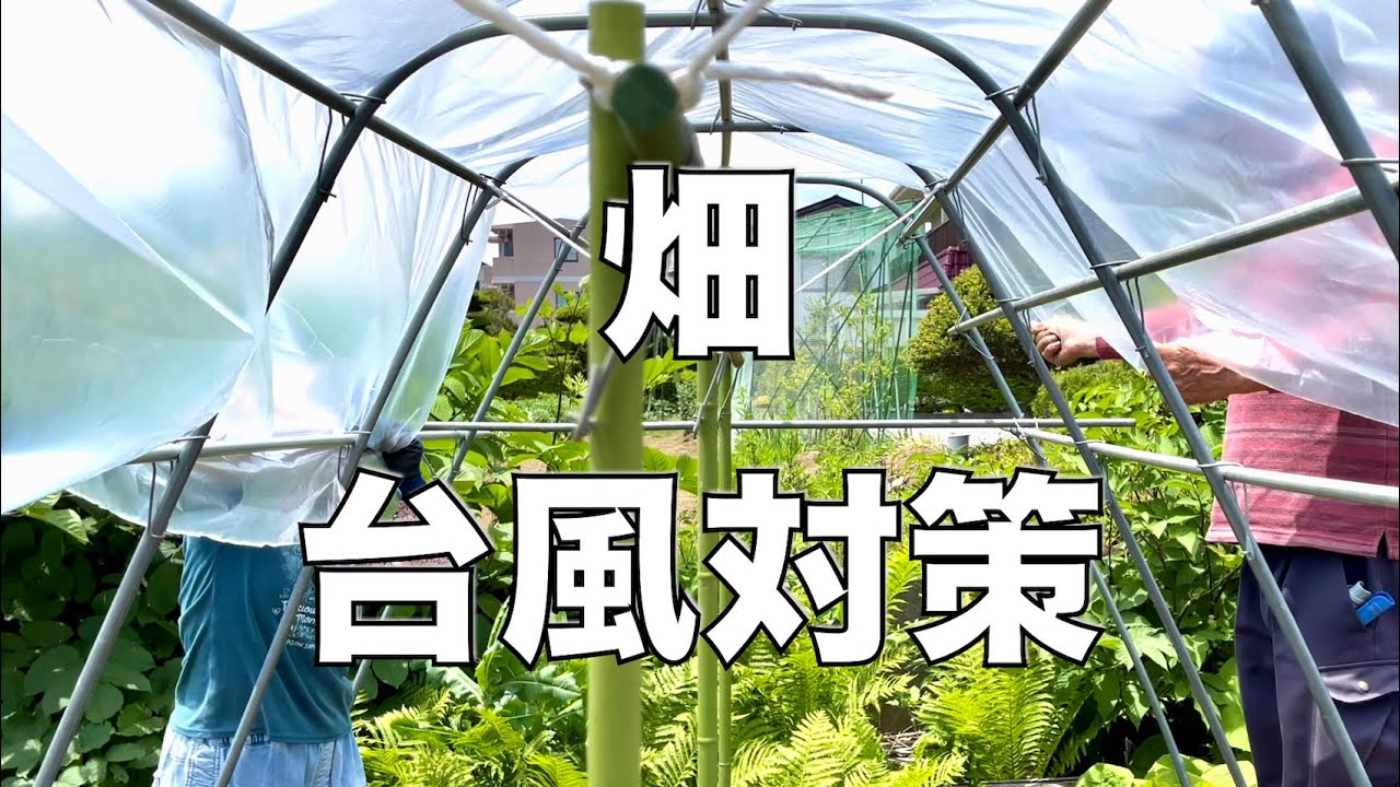 畑の台風対策！トマト畑の支柱の仕方、ビニール張り