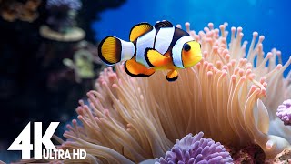 Aquarium 4K VIDEO (ULTRA HD) - Relaxing Music with Beautiful Coral Reef Fish - Relaxing Oceanscapes