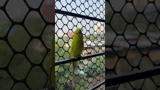 Listen the bird song ???viral birdss shortvideos parrot birdworld viralvideos pets shorts