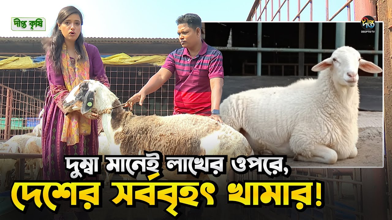 Deepto Krishi l ৪০০টিরও বেশি দুম্বা —দেশের সর্ববৃহৎ দুম্বা খামার এখন সবার নজরেl Ep 1762 l Dumba Farm