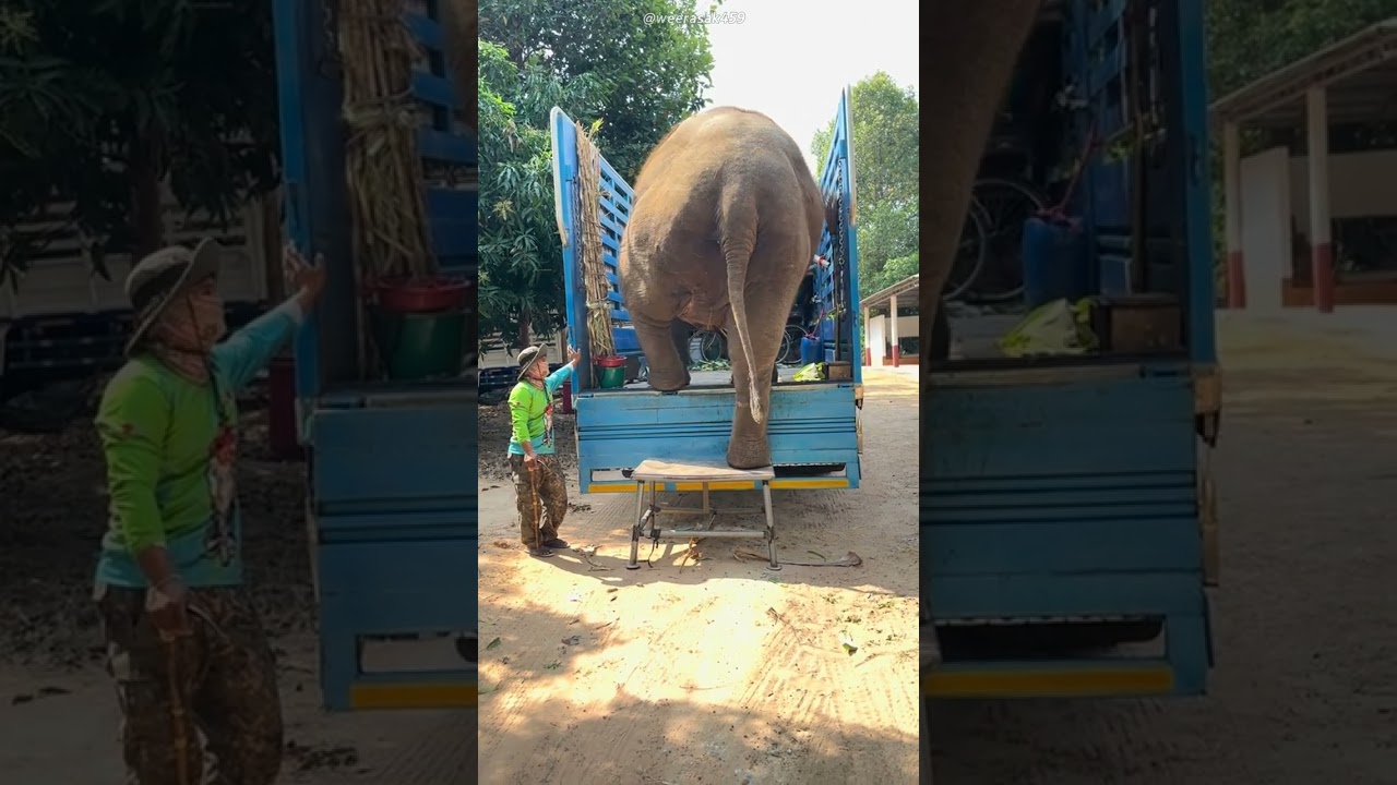 Este Hombre Intentó Bajar A Este Elefante 😱