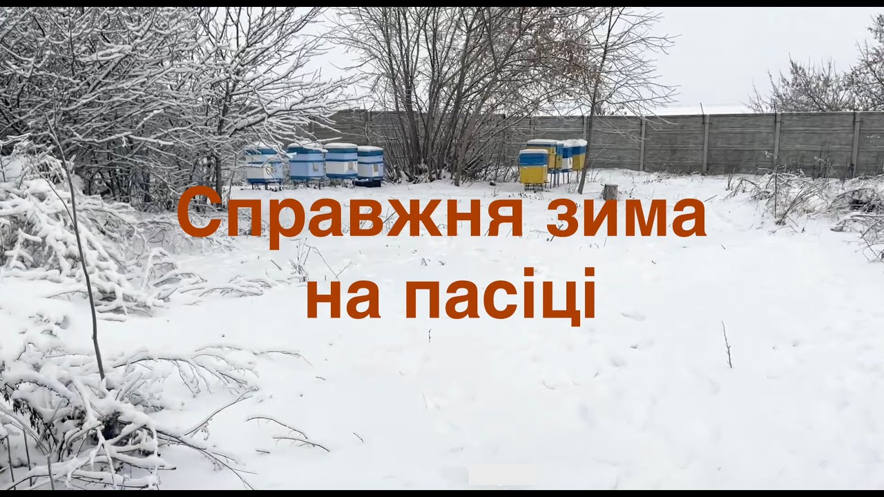 Пасіка під снігом/чай з буркуну/смачний мед/синички та куріпки/плотики з очерету/підмор та льотки