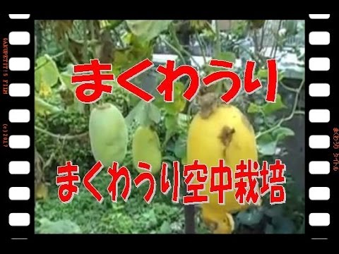 まくわ瓜の空中栽培 Vol1 15h Youtube