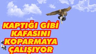 ATMACA KUŞU KAPTIĞI GİBİ  KAFASINI KOPARMAYA ÇALIŞTI #shorts #tiktok #güvercin Resimi