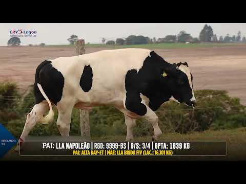 LOTE 29 LLA CHANEL 1391 CALIFÓRNIA NAPOLEÃO   0210CR