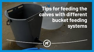 Tips for feeding the calves with different bucket feeding systems