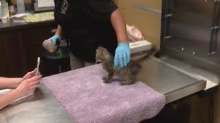 Desoto Parish Police Jury votes to keep animal shelter