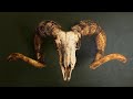 Ram Skull #paintingtimelapse