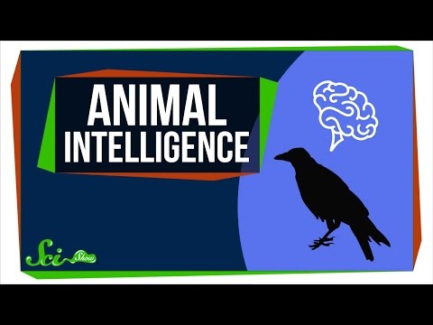 How Smart Are Animals, Really? thumbnail
