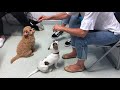 Bondi Behaviourist Puppy School