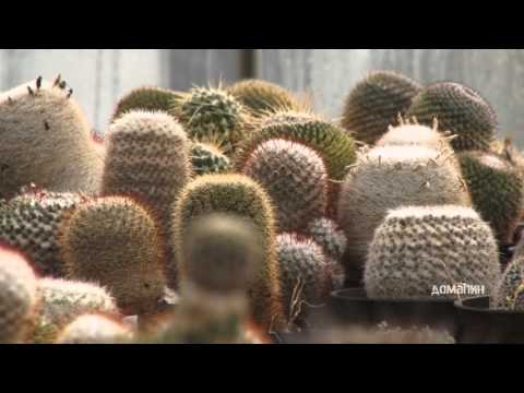 Video: Vrste crvenog kaktusa – kaktus s crvenim cvjetovima i mesom