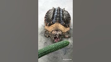 Thử lực cắn của rùa cá sấu