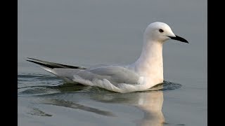 Морской голубок (Chroicocephalus genei) - Slender-billed gull | Film Studio Aves