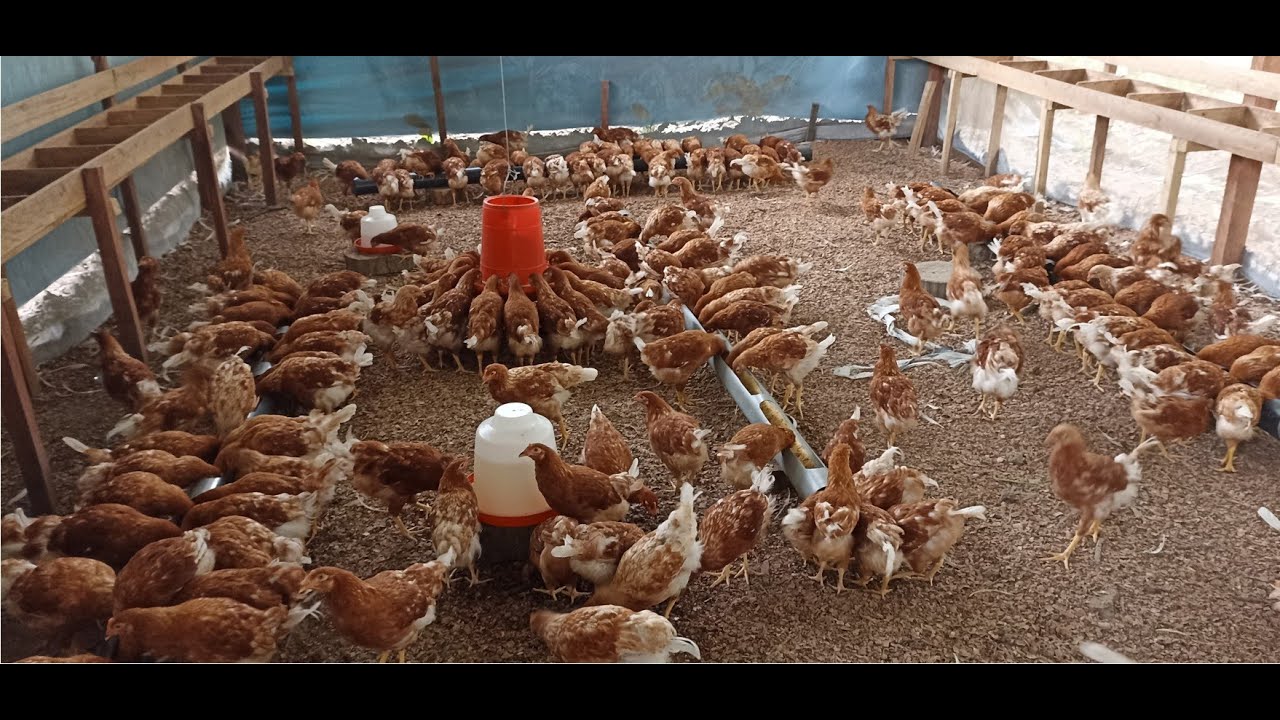 Crianza de gallinas de Postura, en Perú selva amazonica - YouTube
