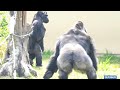 Gorilla Dad Won't Give Up On His Teenage Son | The Shabani Group