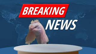 Game Development Explained with Sock Puppets: Year 5 (PAX Online 2020)