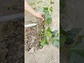 This tool is so useful! Easily take care of sweet potato plants in the sand