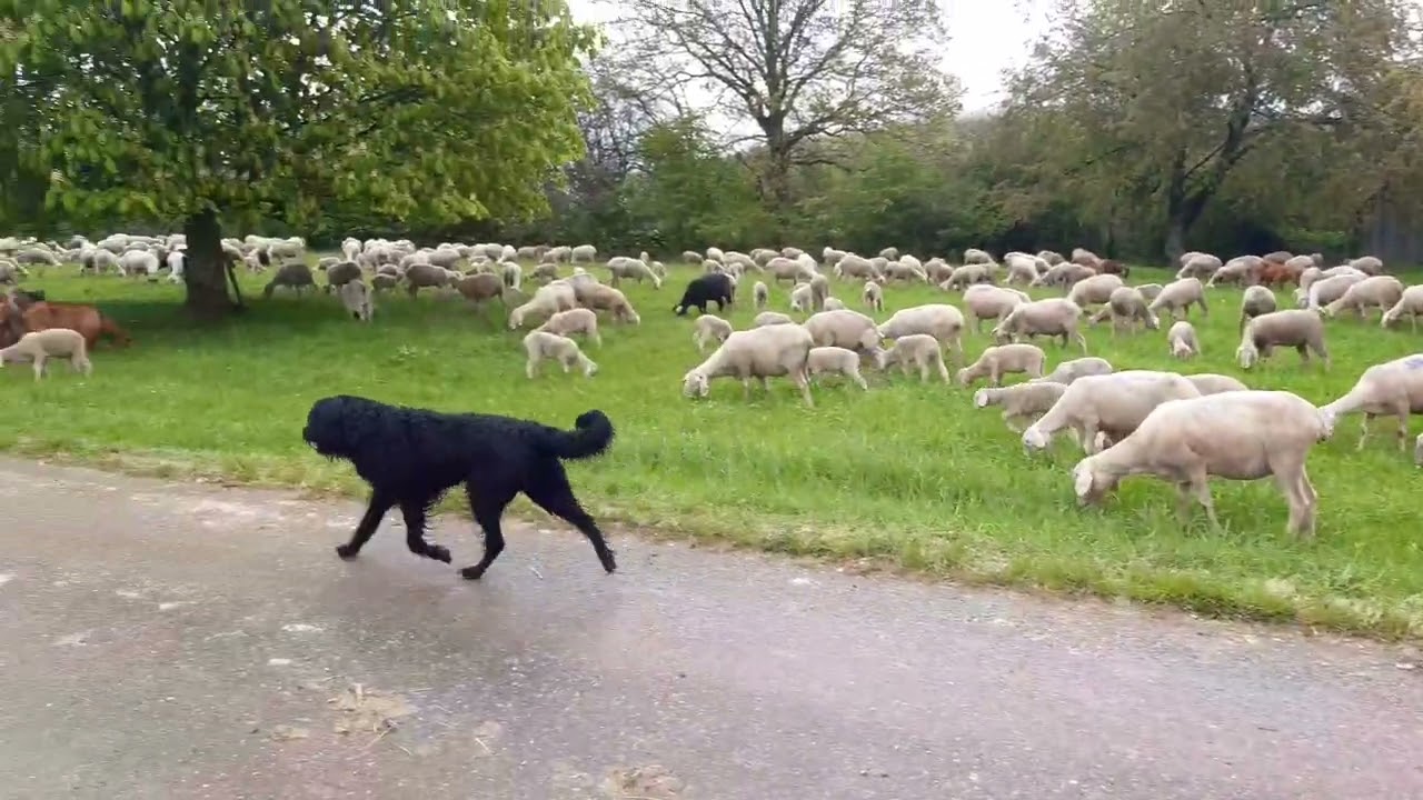 Altdeutscher Hütehund Magda, Nichte von Strobel Uschi - die ersten Schritte zum Hütehund.