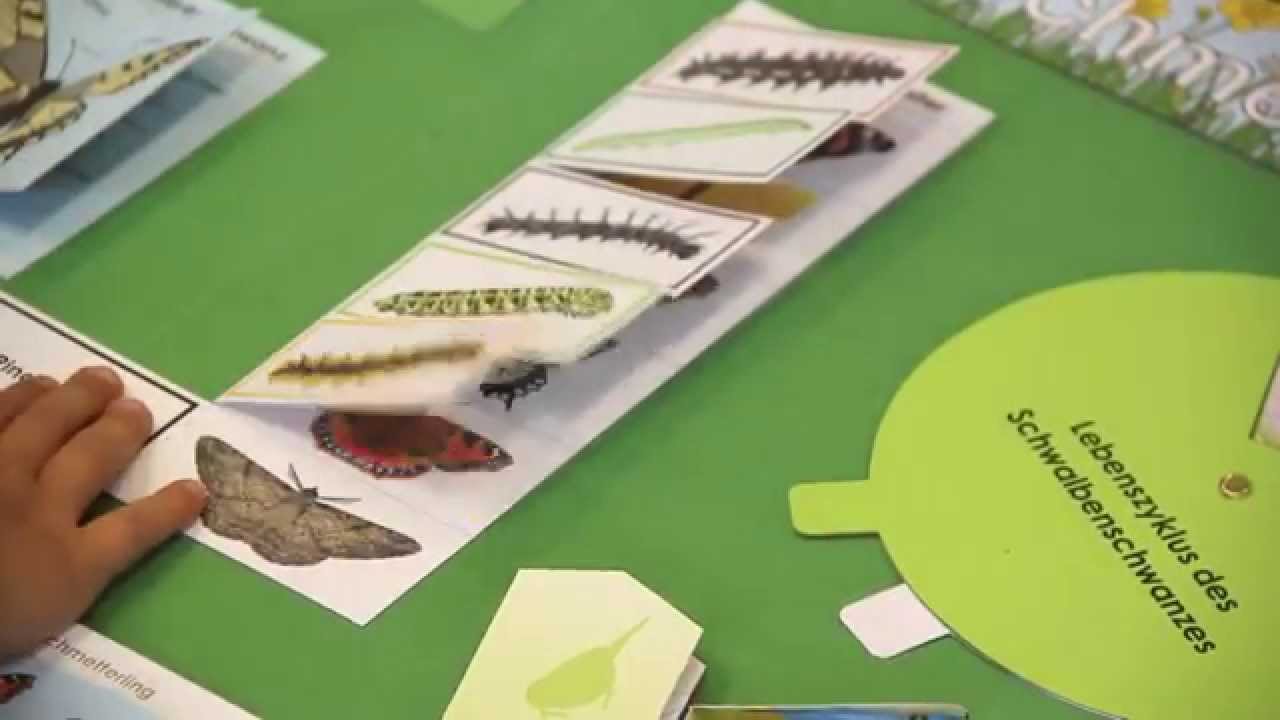 Das KiGaPortal Schmetterlings-Lapbook - YouTube