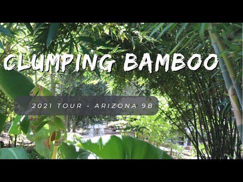 2021 Arizona 9B Garden Clumping Bamboo Tour