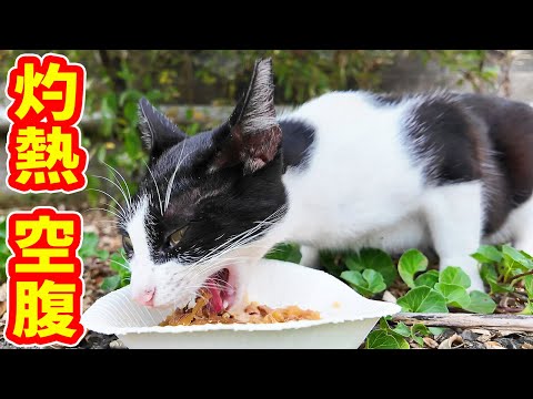 灼熱と空腹で鳴いている猫にご飯をあげたら・・・ プラダちゃん さくら