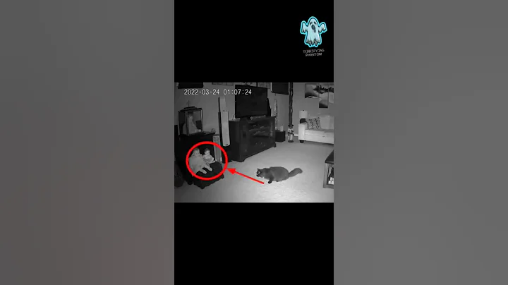 Cat Saw Real Ghost With The Animal Power #shorts #ghost #creepy #cats - DayDayNews