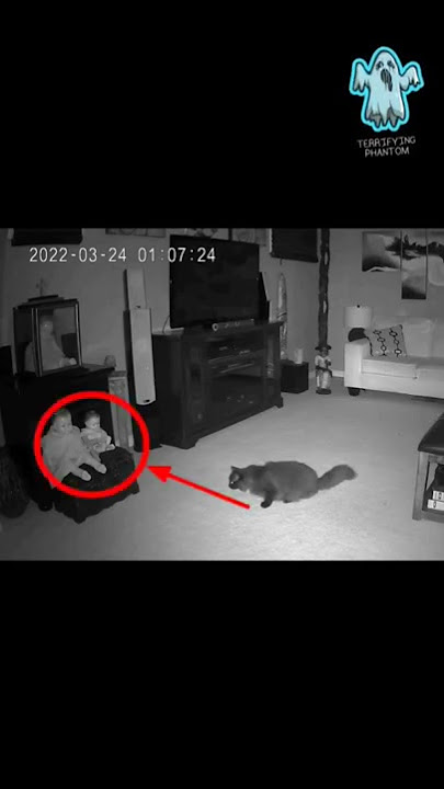 Cat Saw Real Ghost With The Animal Power #shorts #ghost #creepy #cats