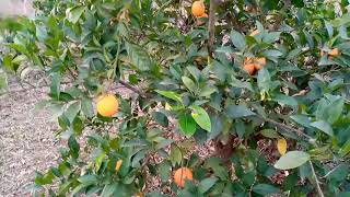 انشوده قمر سيدنا النبي بدون حقوق الطبع والنشر screenshot 5