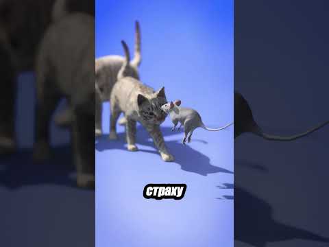 Мышь, которая любит запах кошки?! 🐭👃🐱